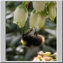 Bombus pratorum - Wiesenhummel 04.jpg